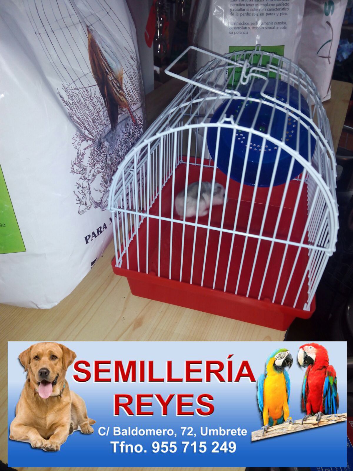 Semilleria_Reyes